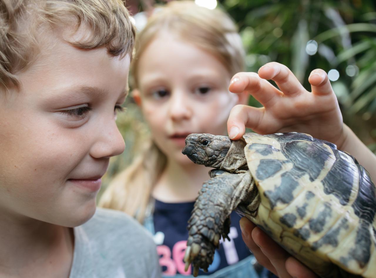Mädchen und Junge betrachten eine Schildkröte im Meeresaquarium Zella-Mehlis