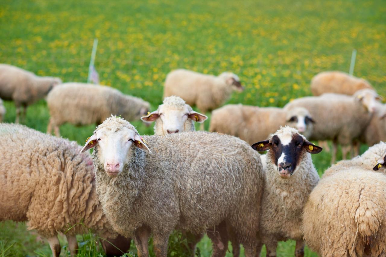 Schafe in der Rhön